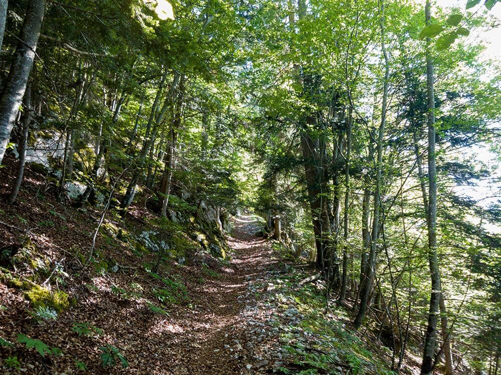 photo footpath forest route La Traversée UTJB