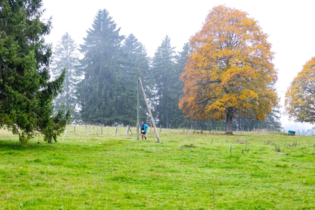 Auf den Weiden, L'Essentielle