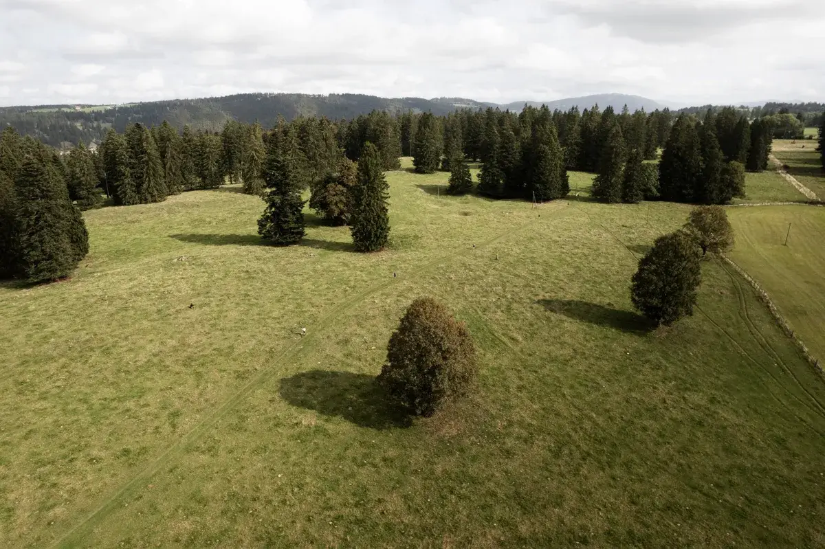 Wooded pasture in the Bernese Jura, isolated fir trees on the grass